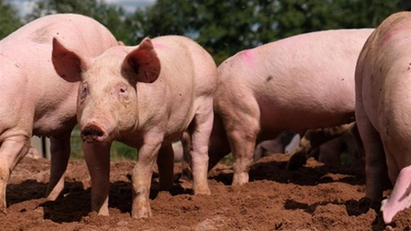 श्रीलंका में अफ्रीकी स्वाइन बुखार को रोकने के लिए सरकार ने उठाया कदम, उपायों को लेकर अधिसूचना जारी