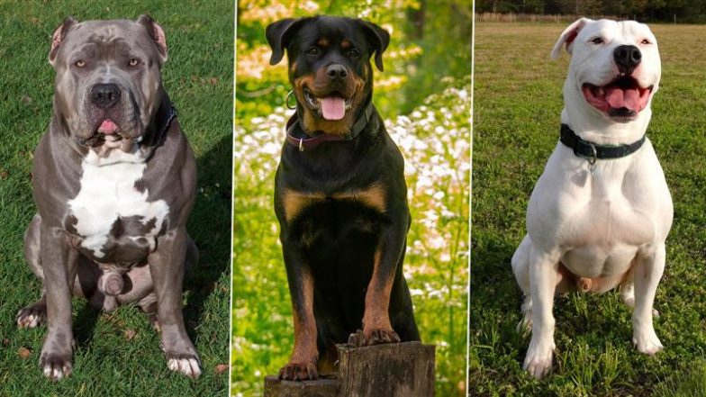 चंडीगढ़ में खतरनाक Dog Breed हुए बैन, Pitbull, Rottweiler और American Bulldog समेत 6 पालतू कुत्ते शामिल; बिना रजिस्ट्रेशन रखने पर होगी कार्रवाई