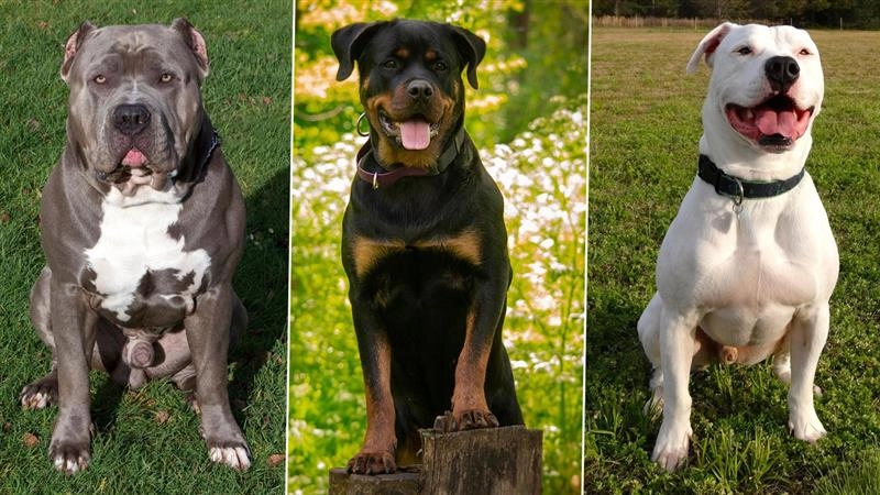 चंडीगढ़ में 6 खतरनाक डॉग ब्रीड्स पर बैन, बिना रजिस्ट्रेशन रखने पर होगी कार्रवाई