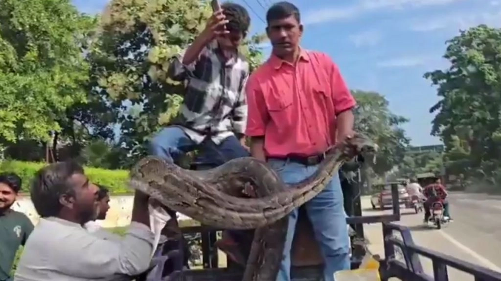 नैनीताल जिले के रामनगर क्षेत्र से विशालकाय अजगर को किया गया रेस्क्यू.