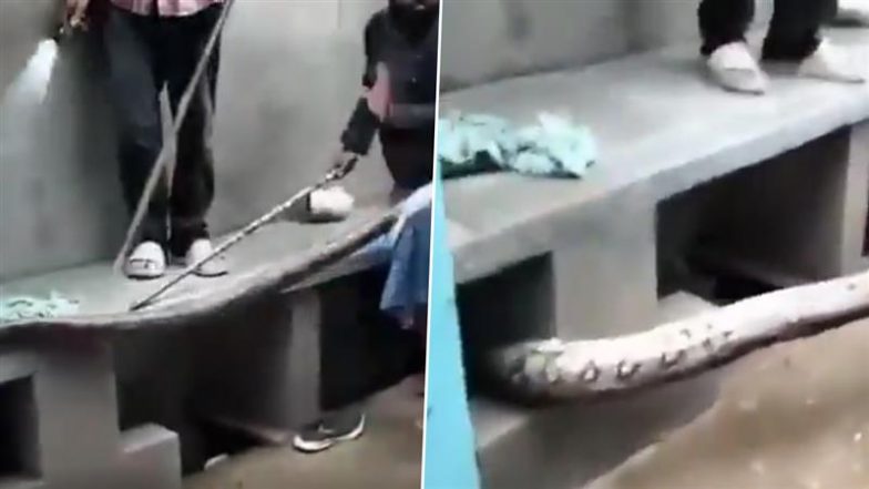 Huge Python Video: विशाखापत्तनम में घर के पास नाले में दिखा विशाल अजगर, वन विभाग ने किया रेस्क्यू