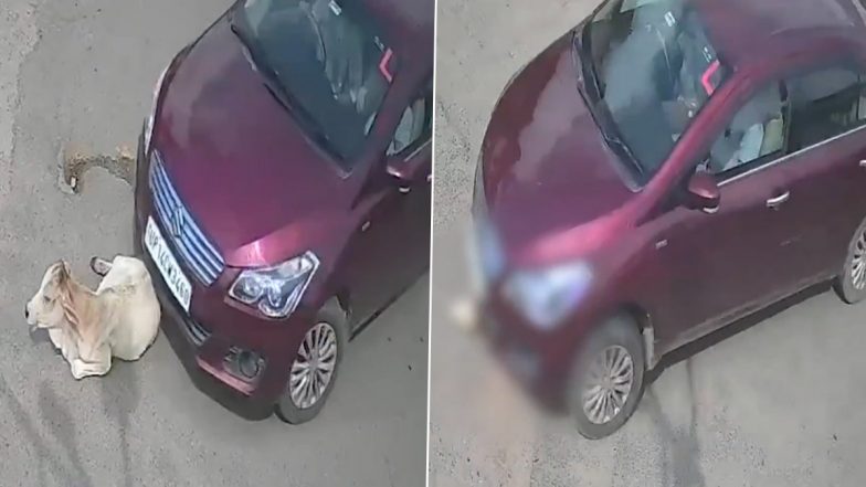 Jhansi: झांसी में बीच सड़क पर बैठे बछड़े को कार सवार ने कुचला, लोगों ने बचाई बेजुबान की जान, VIDEO आया सामने