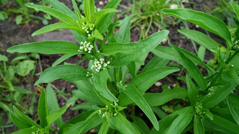 Benefits of Nari Damdami: पैरासिटामोल से भी तेज असर करती है ये देसी जड़ी-बूटी, जानिए कैसे करें इस्तेमाल