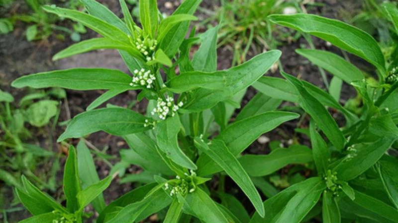 पैरासिटामोल से भी तेज असर करती है ये देसी जड़ी-बूटी, जानिए कैसे करें इस्तेमाल