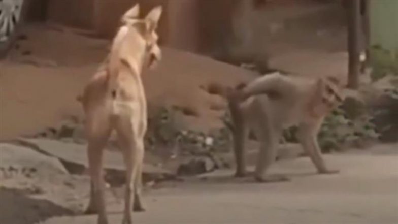 Viral Video: कुत्ते को देखते ही बंदर ने ढका अपना पिछवाड़ा, वीडियो देख लोग हंसी नहीं रोक पाए!