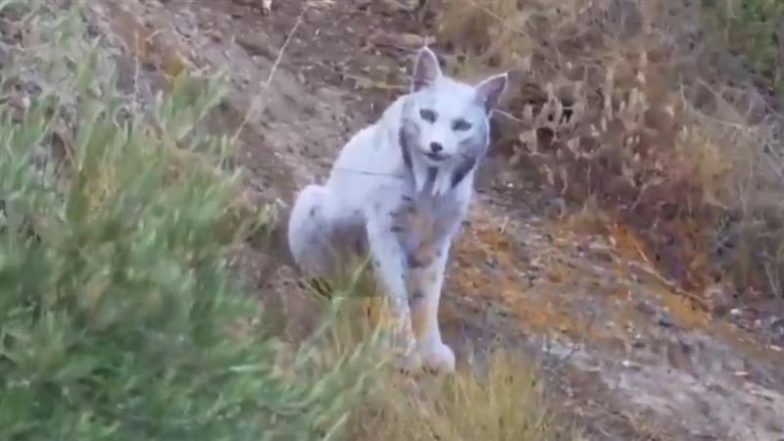 Rare White Iberian lynx: दक्षिणी स्पेन में दुर्लभ सफ़ेद इबेरियन लिंक्स की तस्वीर खींची गई, वन्यजीव विशेषज्ञों में उत्साह