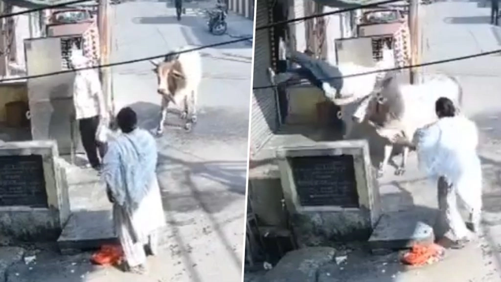 मुरादाबाद में सांड के हमले में बुजुर्ग की मौत.