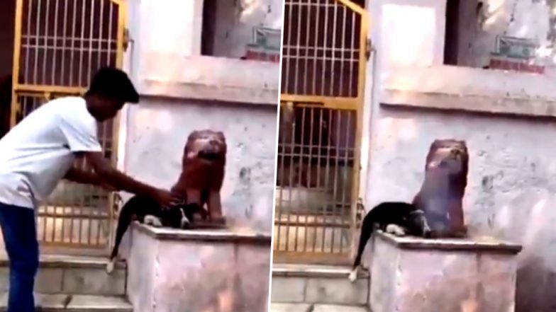 VIDEO: युवक की शर्मनाक हरकत! सोते हुए कुत्ते के सिर पर रखकर फोड़ा बम, आगरा का वीडियो सामने आने के बाद सोशल मीडिया पर भड़का लोगों का गुस्सा