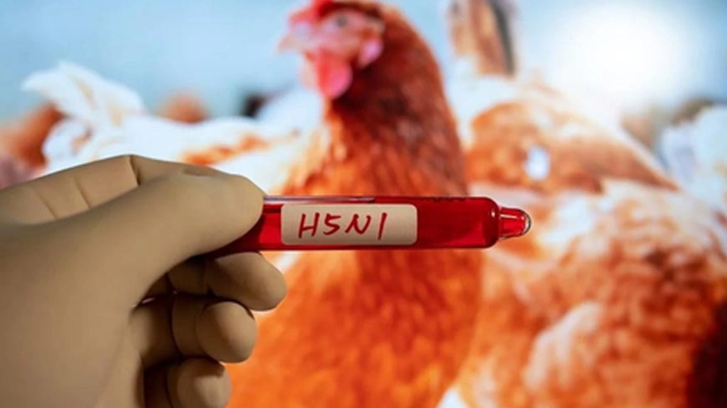 कंबोडिया में तीन साल की बच्ची को हुआ एच5एन1 बर्ड फ्लू, स्वास्थ्य मंत्रालय ने किया पुष्टि