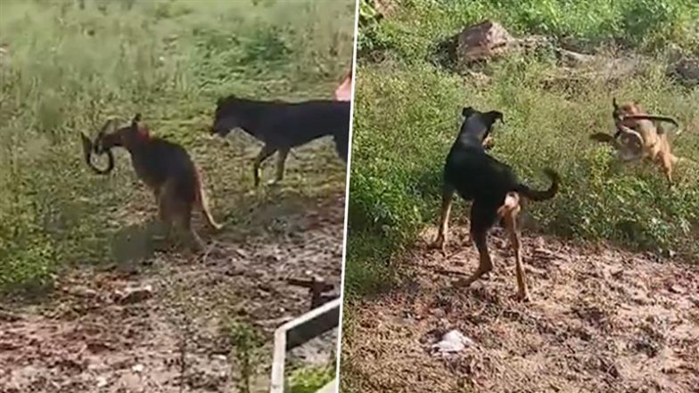 Dog vs Cobra in Mirzapur: यूपी के मिर्जापुर में कोबरा और जर्मन शेफर्ड में हुई भीषण लड़ाई, कुत्ते और सांप दोनों की मौत