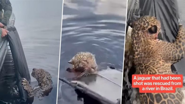 Viral Video: रियो नीग्रो नदी में तैरता मिला गोलियों से घायल जगुआर, ब्राज़ील की सैन्य पुलिस ने किया रेस्क्यू