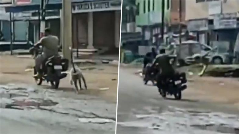 Langur Attack Video: झारखंड के दुमका में लंगूर ने बाइक सवार पर किया हमला, बाल- बाल बची जान- देखें वीडियो