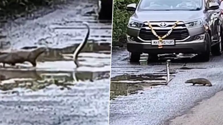 Cobra and Mongoose Fight: चौल-रेवदंडा बाईपास पर कोबरा और नेवले के बीच हुई जानलेवा लड़ाई, देखें वीडियो
