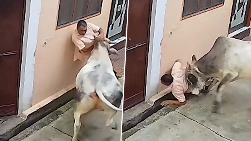 मुजफ्फरनगर में सांड ने किया बुजुर्ग पर हमला.