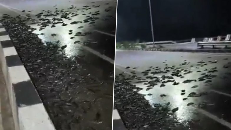 Kanpur: पिकअप वाहन का हुआ एक्सीडेंट, सड़क पर बिखरी गाड़ी में रखी हुई मछलियां, लोगों ने मचाई लूट, कानपुर का VIDEO आया सामने