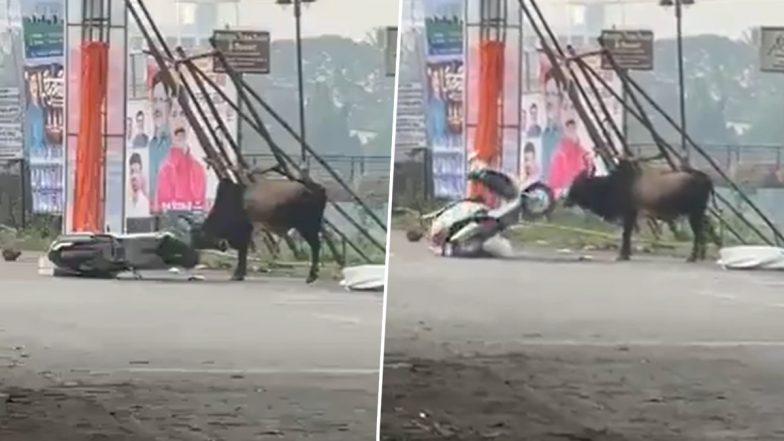 Karjat Bull Attack: मुंबई से सटे कर्जत में बैल ने चलती स्कूटी को मारी टक्कर, एक की मौके पर मौत! दूसरा गंभीर रूप से घायल; VIDEO वायरल