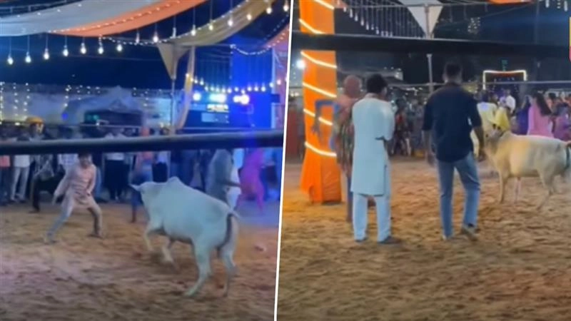 Viral Video: गरबा पंडाल में गाय के घुसने से मची अफरा-तफरी, बचाव के लिए पहुंचा स्पाइडर मैन, फिर जो हुआ…