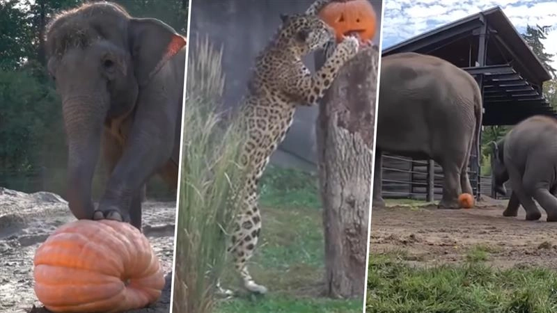 Viral Video: अमेरिका में चिड़ियाघर के जानवर कद्दू के साथ हैलोवीन उत्सव में हुए शामिल, मनमोहक वीडियो हुआ वायरल