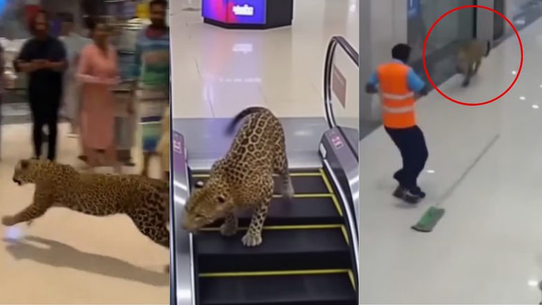 Leopard in Mumbai Phoenix Marketcity Mall? मुंबई के मॉल में घुसा तेंदुआ? वायरल वीडियो का सच आया सामने, जानें&nbsp;पूरी&nbsp;हकीकत