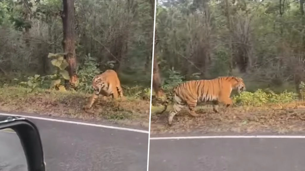 Viral Video: ताड़ोबा रिजर्व में मादा बाघ के जानलेवा हमले से बाल-बाल बचे यात्री, देखें रोंगटे खड़े कर देने वाला वायरल वीडियो