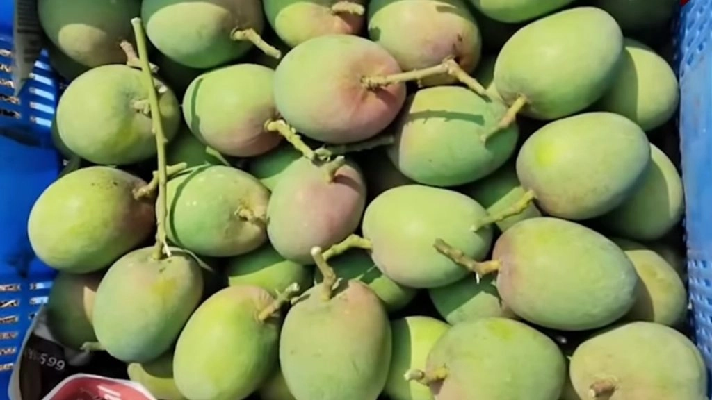 नवी मुंबई के वाशी मार्केट में फलों के राजा हापुस की दस्तक, आम की पहली खेप पहुंची; VIDEO