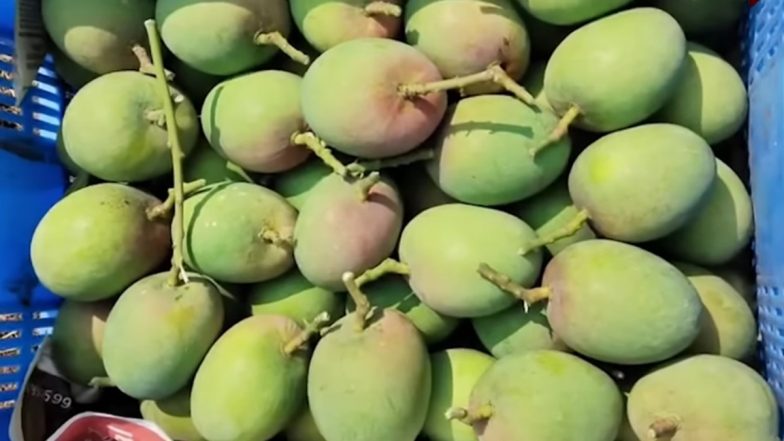 Hapus Mango: नवी मुंबई के वाशी मार्केट में फलों के राजा हापुस की दस्तक, आम की पहली खेप पहुंची; VIDEO