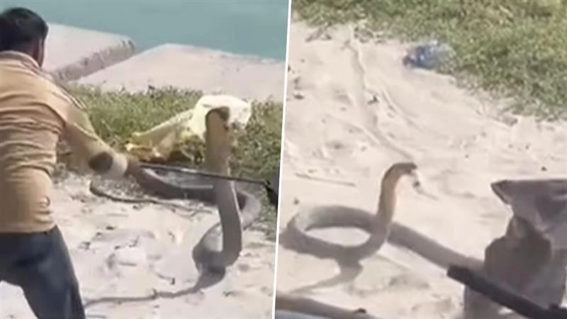 Viral Video: हरिद्वार में गंगा किनारे विशालकाय नागराज को देखकर लोगों में मची अफरा-तफरी, रोंगटे खड़े कर देने वाला वीडियो हुआ वायरल