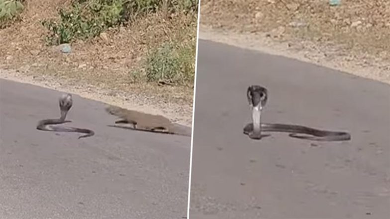 Viral Video: सड़क पर फन फैलाकर बैठा था किंग कोबरा, तभी नेवले ने आकर कर दिया अटैक, फिर जो हुआ&hellip;