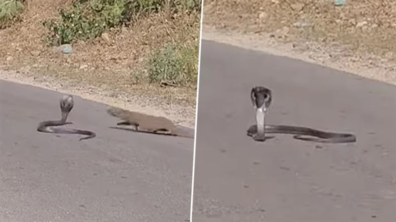 Viral Video: सड़क पर फन फैलाकर बैठा था किंग कोबरा, तभी नेवले ने आकर कर दिया अटैक, फिर जो हुआ…
