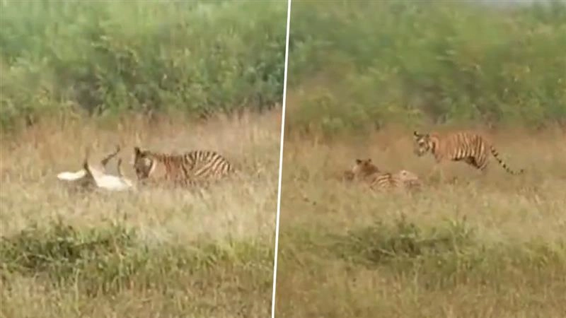 Madhya Pradesh: पन्ना टाइगर रिजर्व में 3 बाघ शावकों ने दिखाया टीम वर्क, किया हिरण का शिकार (Watch Viral Video)