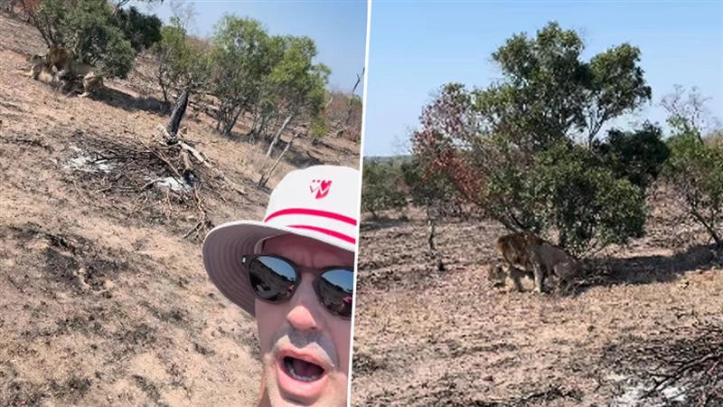 Viral Video: केविन पीटरसन ने अपनी वाइल्ड सफारी के दौरान 'शेरों की मेटिंग' के 'जादुई' पलों को किया शेयर, वीडियो हुआ वायरल