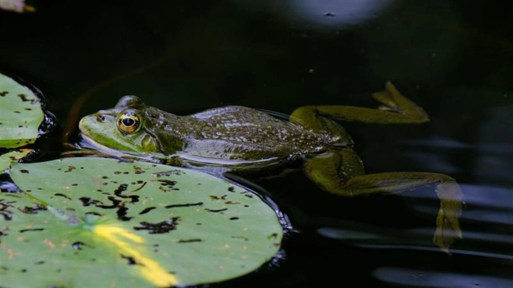 कमर दर्द के इलाज के लिए  82 साल की बुजुर्ग महिला ने निगल लिए 8 जिंदा मेंढक