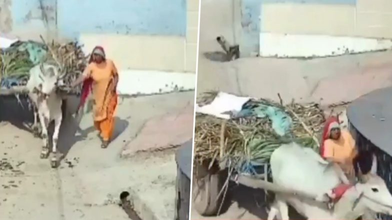 VIDEO: गन्ना छिलाई करके लौट रही महिला बैलगाड़ी और दीवार के बीच फंसी, हुई दर्दनाक मौत, मेरठ जिले का वीडियो आया सामने