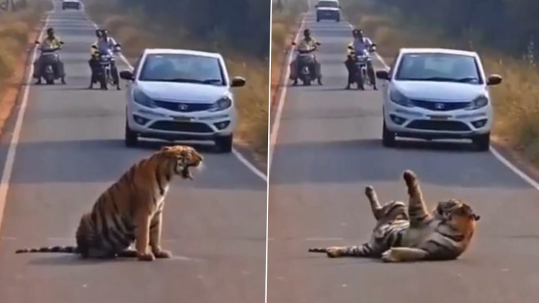 Viral Video: जंगल छोड़कर सड़क पर पहुंचा टाइगर, वाहन चालकों ने रोकी गाड़ियां, चंद्रपुर के ताडोबा का वीडियो आया सामने