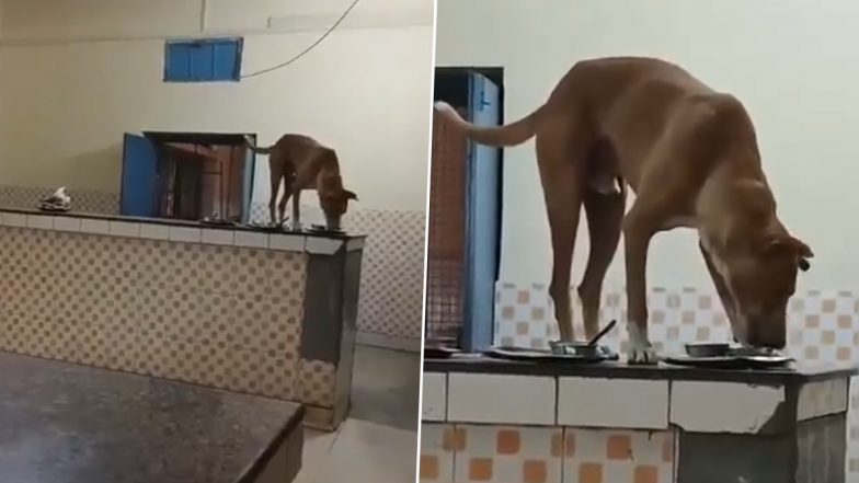 Meerut: मेरठ के LLRM मेडिकल कॉलेज के गर्ल्स हॉस्टल मेस में कुत्ते ने चाटीं छात्राओं की प्लेटें, वीडियो वायरल