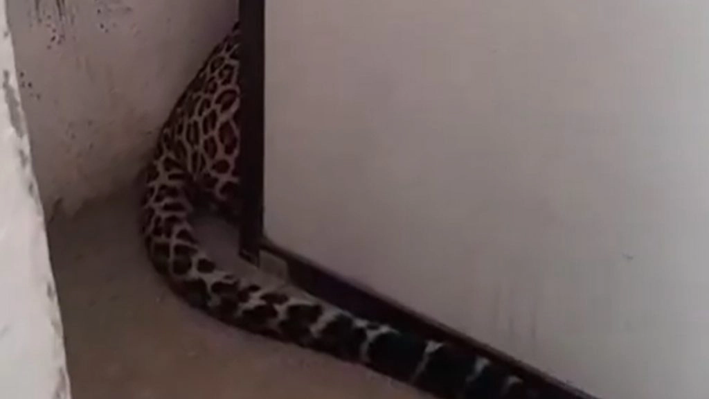 नागपुर के भांडेवाड़ी इलाके के एक घर में घुसा तेंदुआ.