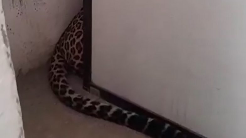 Leopard Enters the House: भांडेवाडी के एक घर के दुसरे फ्लोर में घुसा तेंदुआ, देखने के लिए लगी लोगों की भीड़, नागपुर के इलाके में मची दहशत: VIDEO