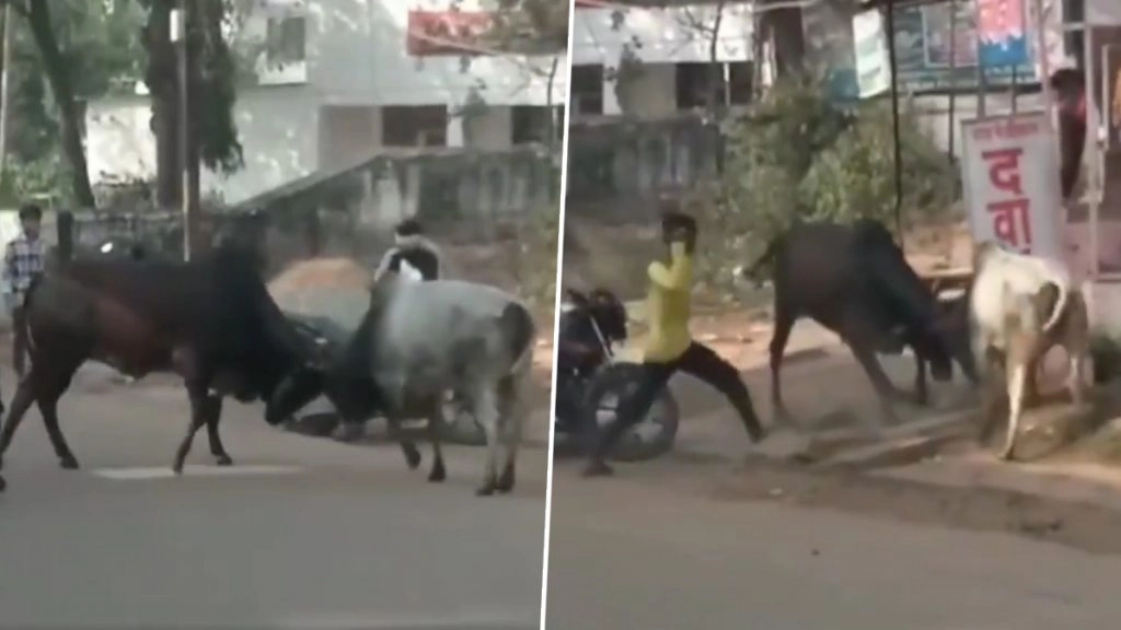 शिवपुरी जिले में सांड ने किया युवक पर हमला.