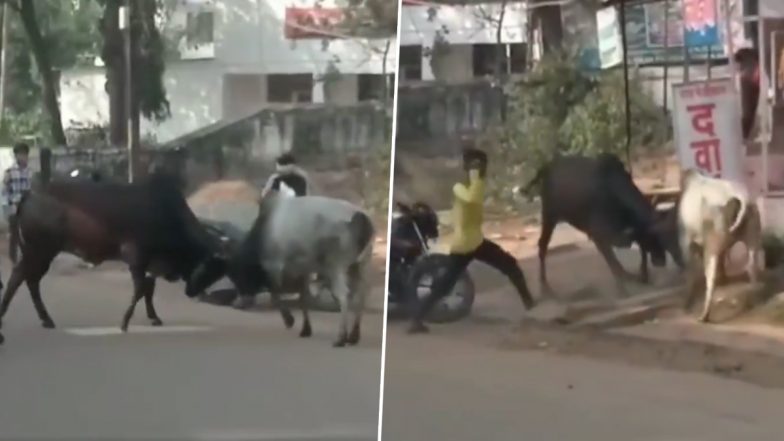 Bull Attack: दो सांडों में सड़क पर चल रही थी लड़ाई, युवक ने पहुंचकर अलग करने की कोशिश की, सांड ने उठाकर जमीन पर पटका, शिवपुरी का VIDEO आया सामने