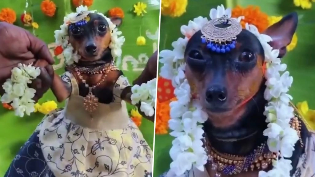 फीमेल डॉग का बेबी शॉवर का प्रोग्राम किया गया.