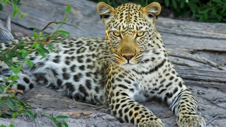 Leopard Attack in Ahilyanagar: दादी के सामने 4 साल के बच्चे को खींच ले गया तेंदुआ, मासूम की हुई मौत, अहिल्यानगर जिले के गांव में फैला शोक