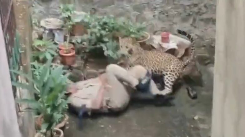 Leopard Attack Video: कोल्हापुर में तेंदुए की एंट्री से मचा हड़कंप, CCTV में कैद हुआ पूरा मंजर