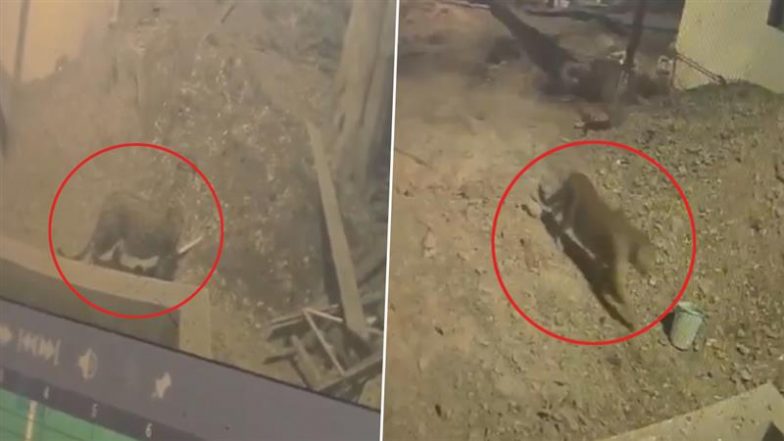 Leopard Spotted in Pune: पुणे के औंध में रात के अंधेरे में घूमता दिखा तेंदुआ, वीडियो वायरल होने के बाद सुरक्षा बढ़ी