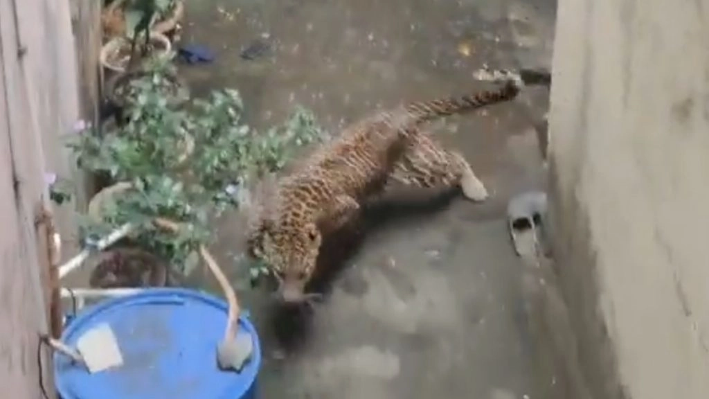 कोल्हापुर में तेंदुए ने किया पुलिसकर्मी पर हमला.