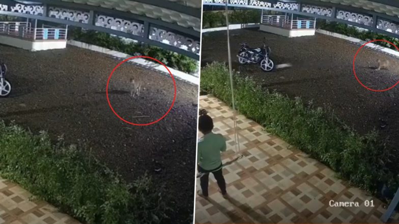 VIDEO: झूले पर झूल रहा था बच्चा, अचानक तेंदुआ आया सामने, पुणे जिले की घटना का सीसीटीवी कैद