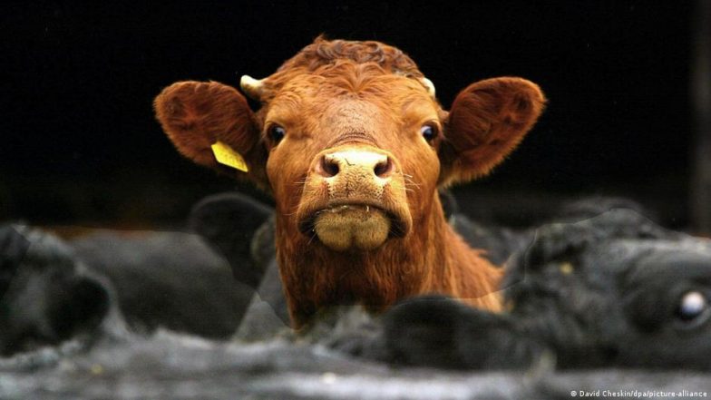 दस साल पुराना ‘मॉब लिंचिंग’ केस क्यों वापस लेना चाहती है यूपी सरकार?