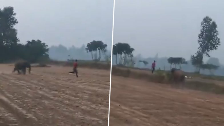 Bijnor: जंगली हाथी ने मचाया खेतों में उत्पात, भगाने गए किसान के पीछे दौड़ा, बाल बाल बची युवक की जान, बिजनौर जिले का VIDEO आया सामने