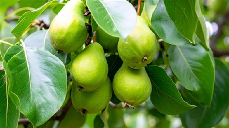 Benefits of Haritaki: कब्ज से लेकर डायबिटीज तक, हर मर्ज की दवा है हरीतकी