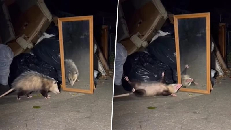 Viral Video: शीशे में खुद को देखकर इस जानवर ने किया बेहोश होने का नाटक, लोग बोले- गजब का नौटंकीबाज