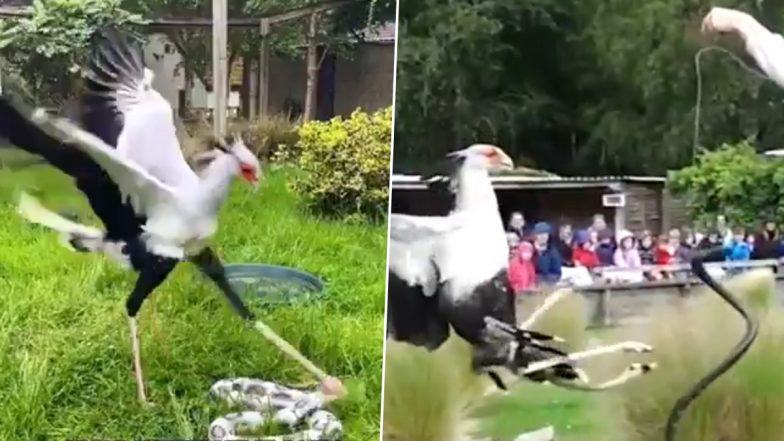 जहरीले सांपों को मारकर पल भर में खा जाता है ये खतरनाक पक्षी, Viral Video देख उड़ जाएंगे आपके होश